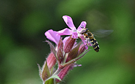 Hoverfly (female, Scaeva pyrastri).JPG